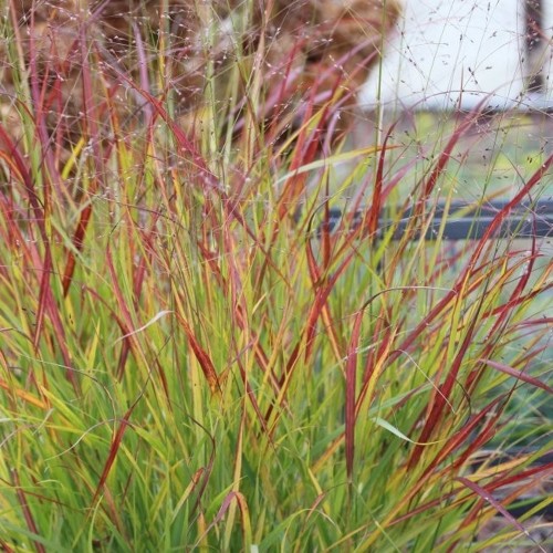 Panicum virgatum 'Squaw' - Vitshirss 'Squaw' P9/0,55L